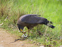 Crested serpent eagle {Spilornis cheela} feeding on snake, Bandhavgarh National Park, India  2007