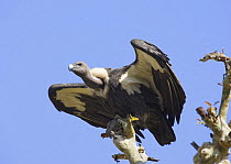 Indian white backed vulture {Gyps bengalensis} alighting, Madhya pradesh, India. 2007