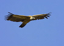 Long billed vulture {Gyps indicus} in flight, Bandhavgarh National Park, India  2007