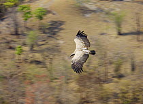 Long billed vulture {Gyps indicus} in flight, viewed from above, Bandhavgarh National Park, India  2007
