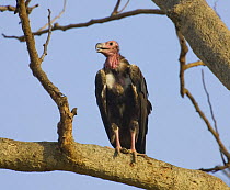 Red-headed vulture {Sarcogyps calvus} perching in tree, Bandhavgarh National Park, India  2007