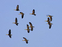 Flock of Lesser / Indian whistling ducks {Dendrocygna javanica} in flight, Bandhavgarh National Park, India  2007