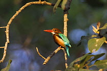 White throated / breasted kingfisher {Halcyon smyrnensis} Bandhavgarh National Park, India  2007