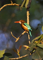 White throated / breasted kingfisher {Halcyon smyrnensis} Bandhavgarh National Park, India 2007