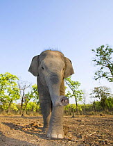 Asian / Indian elephant {Elephas maximus} (18 month baby) Bandhavgarh National Park, India.   2007