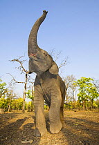 Asian / Indian elephant {Elephas maximus} (18 month baby) holding trunk in the air, Bandhavgarh National Park, India.   2007