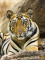 Tiger portrait {Panthera tigris} Bandhavgarh National Park, India 2007