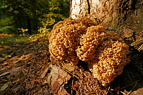 Cauliflower fungus {Sparassis crispa} Bialowieza National Park, Poland
