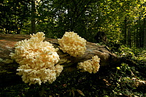 Coral tooth fungus {Hericium coralloides} Bialowieza National Park, Poland