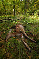 Juvenile Red Deer {Cervus elaphus} recently killed by Eurasian Lynx {Felis lynx} Bialowieza National Park, Poland