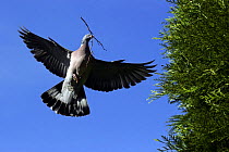 Wood Pigeon {Columba palumbus} flying with nesting material in beak, Somerset, UK