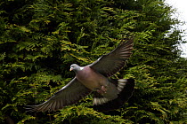 Wood Pigeon {Columba palumbus} flying, Somerset, UK