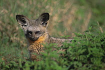 Bat eared fox {Otocyon megalotis} Ngorongoro crater, Tanzania