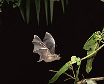 Fringe lipped bat {Trachops cirrhosus} flying to fruit, Central America