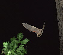 Schreiber's long fingered bat {Miniopterus schreibersii} flying, Germany