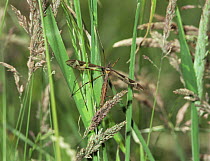 Giant crane fly {Tipula maxima} in grass, Bristol, UK