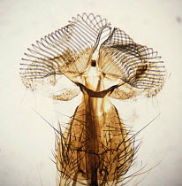 Proboscis of Blowfly / Bluebottle fly {Calliophora sp}, magnified x 100