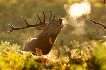 Red deer stag (Cervus elaphus) bellowing in rutting season in morning with steam rising from its body, New Forest, Hampshire, UK.