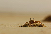 Ghost crab on beach near its burrow. Senegal, West Africa.