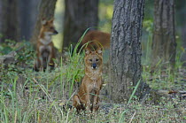 Pack of Dhole {Cuon alpinus} watching in woodland, Kanha NP, Madhya Pradesh, india
