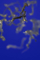 Northern / lined / Atlantic seahorse (Hippocampus erectus) young fry clinging to each other moments after birth, ie after being expelled from father's brood pouc, as they float just below the water's...