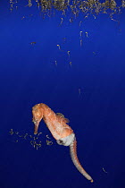 Northern / lined / Atlantic seahorse (Hippocampus erectus) male giving birth, expelling fry from pouch,  young fry then float to the water's surface. Captive, digitally manipulated