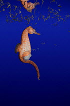 Northern / lined / Atlantic seahorse (Hippocampus erectus) male giving birth - expelling fry from pouch -  young fry then float to the water's surface; captive, digitally manipulated