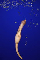Northern / lined / Atlantic seahorse (Hippocampus erectus) male giving birth - expelling fry from pouch -  young fry then float to the water's surface, captive, digitally manipulated