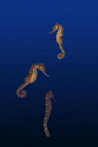 Fisher's seahorse (Hippocampus fisheri) Captive, Kona Hawaii, occur in open ocean off Hawaii in deep water and rise to the water's surface at night, digitally manipulated