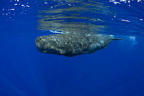 Young Sperm whale calf (Physeter macrocephalus) Endangered, Kona, Hawaii, Central Pacific Ocean  digitally manipulated