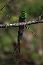 Resplendent quetzal male {Pharomachrus mocinno} Costa Rica