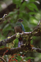 Resplendent quetzal female {Pharomachrus mocinno}  Costa Rica