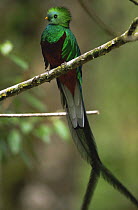 Resplendent quetzal male {Pharomachrus mocinno}  Costa Rica