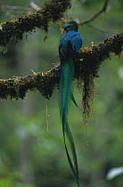 Resplendent quetzal male {Pharomachrus mocinno} Costa Rica