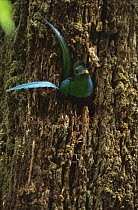 Resplendent quetzal male {Pharomachrus mocinno} in nest hole,Costa Rica
