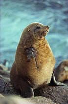 Australian fur seal {Arctocephalus pusillus doriferus} portrait, South Australia