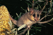 Eastern pygmy possum {Cercartetus nanus} next to flower at night, Tasamania, Australia