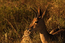 Male Mountain reedbuck {Redunca fulvonufula} Ithala Game Reserve, South Africa