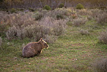 Southern hairy nosed wombat {Lasiorhinus latifrons} Victoria, Australia