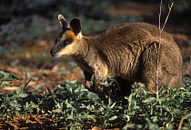 Swamp Wallaby {Wallabia bicolor} Queensland, Australia