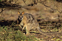 Tammar wallaby {Macropus eugenii} Southern Australia