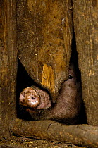 Pig snout peering out under a door - the domestic animals live in pens within the courtyard of the houses. These pigs have chewed through the woodwork so that they can see out. Naxi Village near Lijia...
