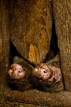 Two Pig snouts peering out under door - the domestic animals live in pens within the courtyard of the houses. These pigs have chewed through the woodwork so that they can see out. Naxi Village near Li...