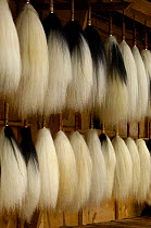 Yak tails for sale - the hair is used for making caligraphy brushes, Zhongdian, Yunnan Province, China   2006