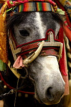 Horse {Equus caballus} in a traditional costume at the Horse Racing Festival or 'Heavenly Steed Festival' which takes place on the 5th and 6th days of the fifth lunar month. Zhongdian, Deqin Tibetan A...