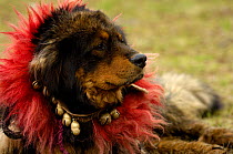 Tibetan Mastif dog {Canis familiaris} decorated at the Horse Racing Festival or 'Heavenly Steed Festival' which takes place on the 5th and 6th days of the fifth lunar month. Zhongdian, Deqin Tibetan A...
