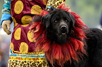 Tibetan Mastif domestic dog {Canis familiaris} at the Horse Racing Festival or 'Heavenly Steed Festival' which takes place on the 5th and 6th days of the fifth lunar month. Zhongdian, Deqin Tibetan Au...
