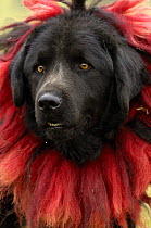 Tibetan Mastif domestic dog {Canis familiaris} at the Horse Racing Festival or 'Heavenly Steed Festival' which takes place on the 5th and 6th days of the fifth lunar month. Zhongdian, Deqin Tibetan Au...