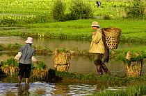Bai ethnic minority people carrying rice plants in baskets through paddy fields for replanting. Jianchuan County, bordering Lijiang, Yunnan Province, China 2006