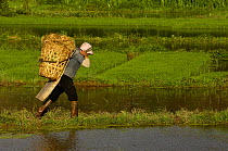 Bai woman carrying rice plants in a basket through flooded paddy fields for replanting. Jianchuan County, bordering Lijiang, Yunnan Province, China. 2006